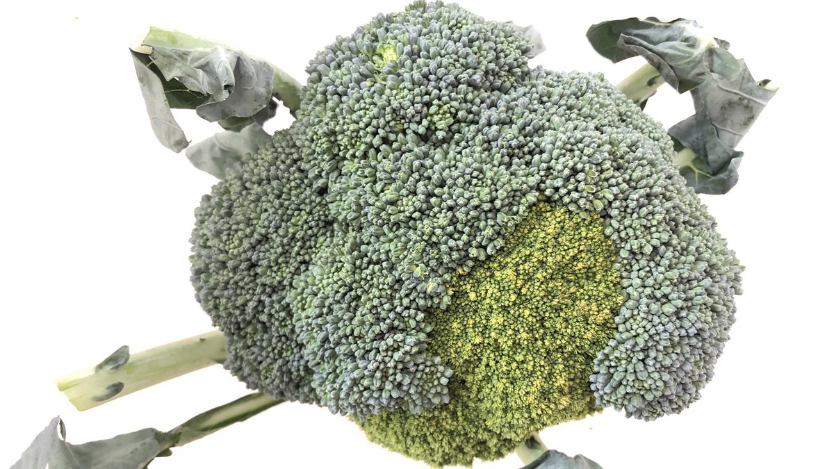 ブロッコリー農家でバグったロマネスコが発見される 関数間違ったっぽい 座標がバグったみたい Togetter