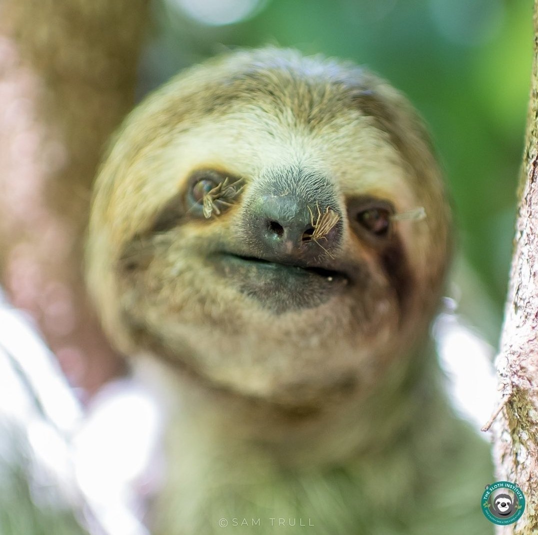 pefemoca's tweet photo. The elf on the shelf's shift is over.
Time for the moths on a sloth.
Tomorrow we kick off the 12 days of Slothmas! Join us! https://t.co/8Ae4cxFJEI