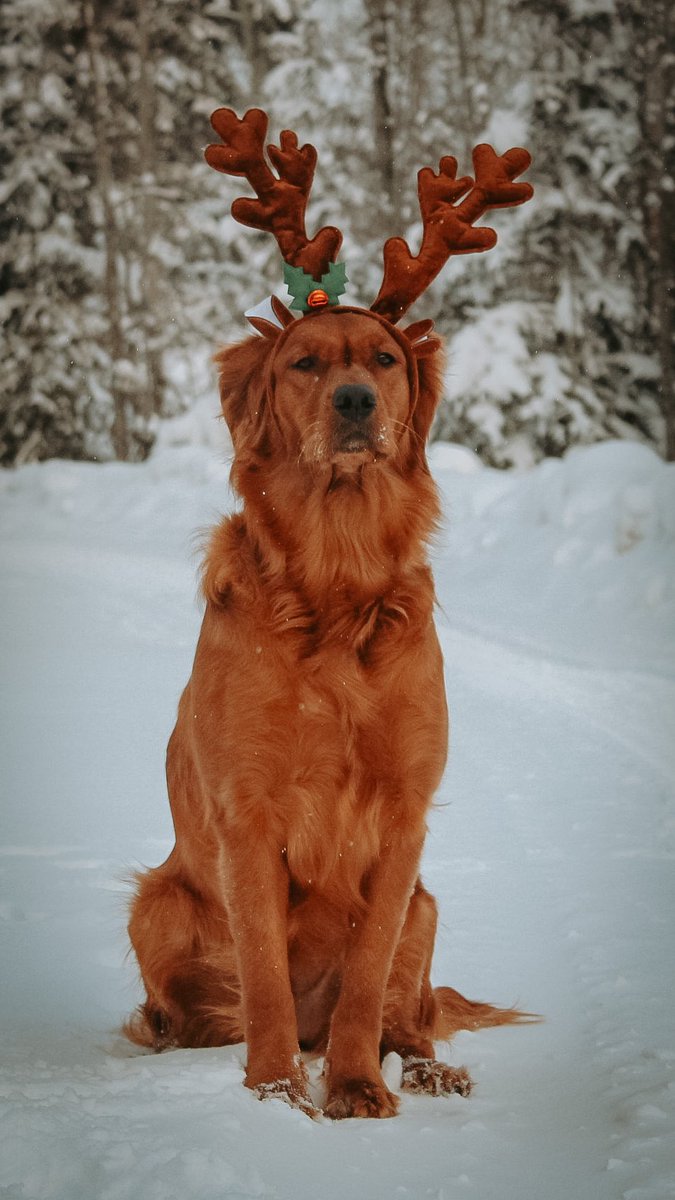 Our silly Marley is posing as a reindeer!