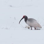 幸せの青い鳥ってほんとうにいた マウンテン ブルーバードが名前以上に青くてキレイなので見ていってください Togetter 幸せの青い鳥ってほんとうにいた マウンテン ブルーバードが名前以上に青くてキレイなので見ていってください Togetter