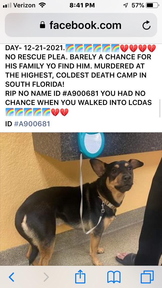 fisherwoman6234's tweet image. Here’s another victim of Our County... this has to stop!!  Please retweet. Stop the unjustified killings at High Kill Lee County Domestic Animal Service #novote4Cecil