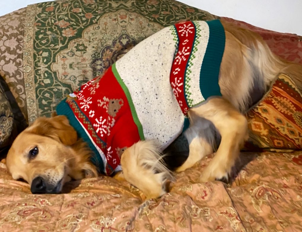 turboterpmd's tweet photo. @dog_feelings If it’s a sweater. run. https://t.co/GpqjPhuW5b