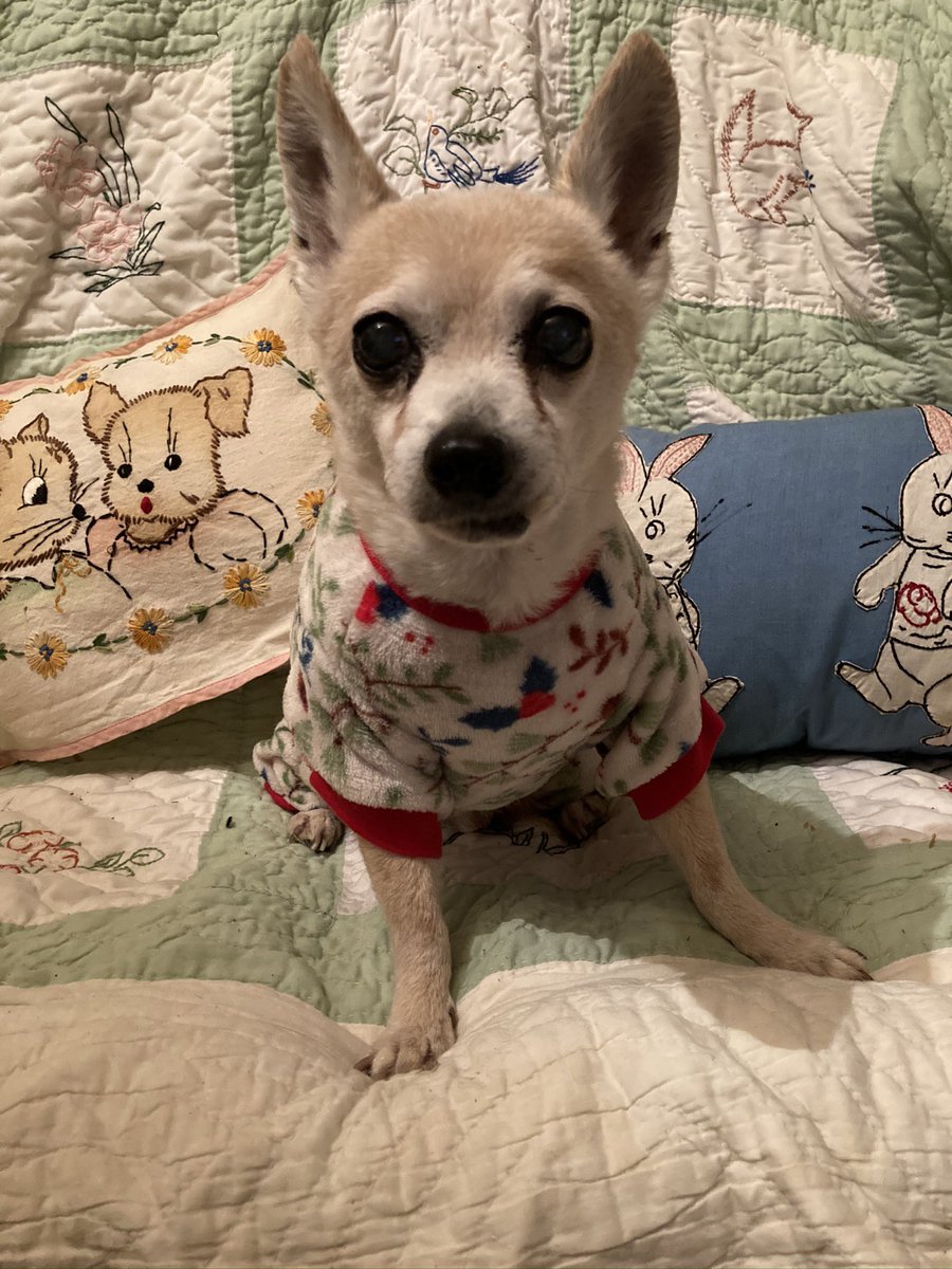 chihushua's tweet photo. Merry Christmas from Scout and his Mom! https://t.co/IkaAN3CMvr