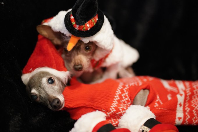 Woooo It&rsquo;s Christmas 😻💋#MerryChristmas everyone 😘 https://t.co/l2pyDd23WL<a href="/tag/merrychristmas"class="tags">#MerryChristmas</a>