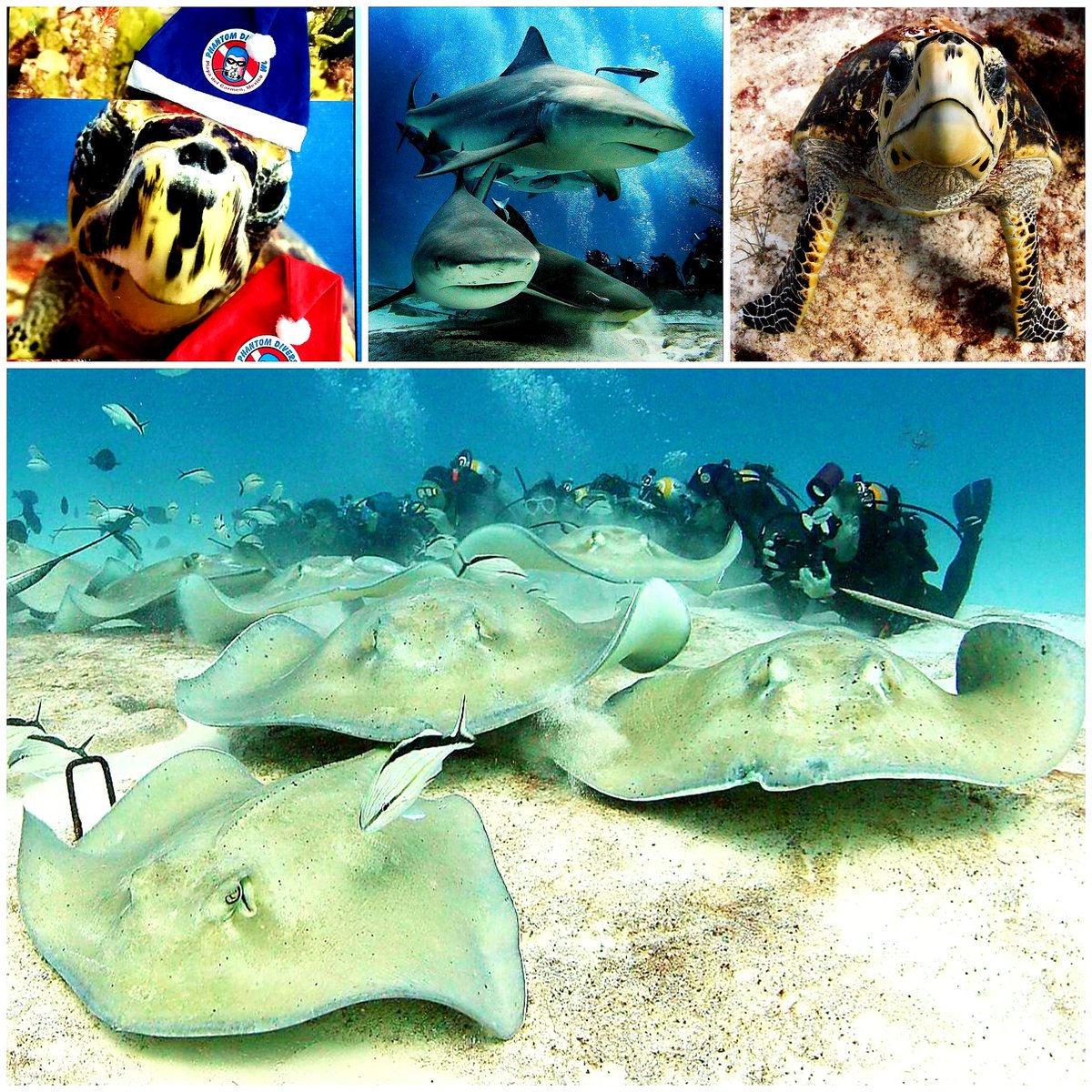 phantomdivers's tweet photo. Desde el Hermoso Caribe Mexicano, te deseamos la mejor Navidad de todas!
We wish you the best Christmas of all, greetings from the Mexican Caribbean. #NavidadEsAmorYPaz #FelizNavidad #divefun #divesafe #divephantom https://t.co/nw3LC0c3i0