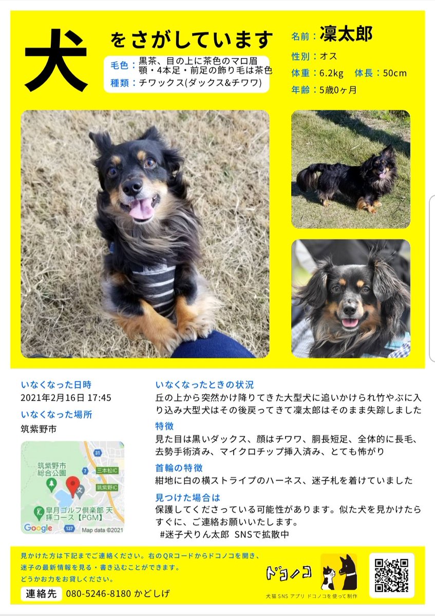 Twitter 上的 続アカウント迷子犬凜太郎 りんたろう を捜しています 福岡県筑紫野市 迷子犬りん太郎 迷い犬 チワックス R3 2 16 福岡 筑紫野 天拝湖 周辺で 行方不明 ５歳 体長50cm位 体重６キロ位 長毛 黒茶 茶色のマロ眉 2月中旬以降に黒い