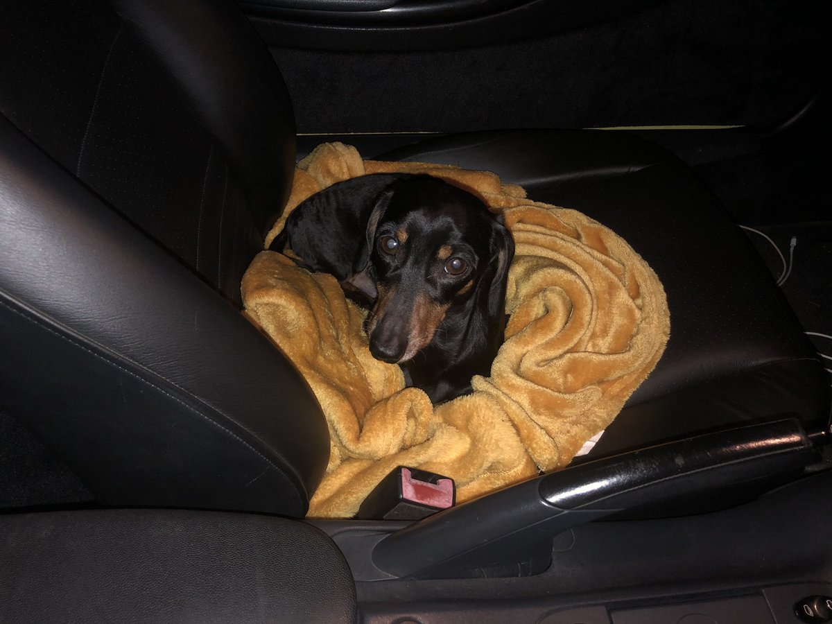 Alfie: Sausage Blog tweet media