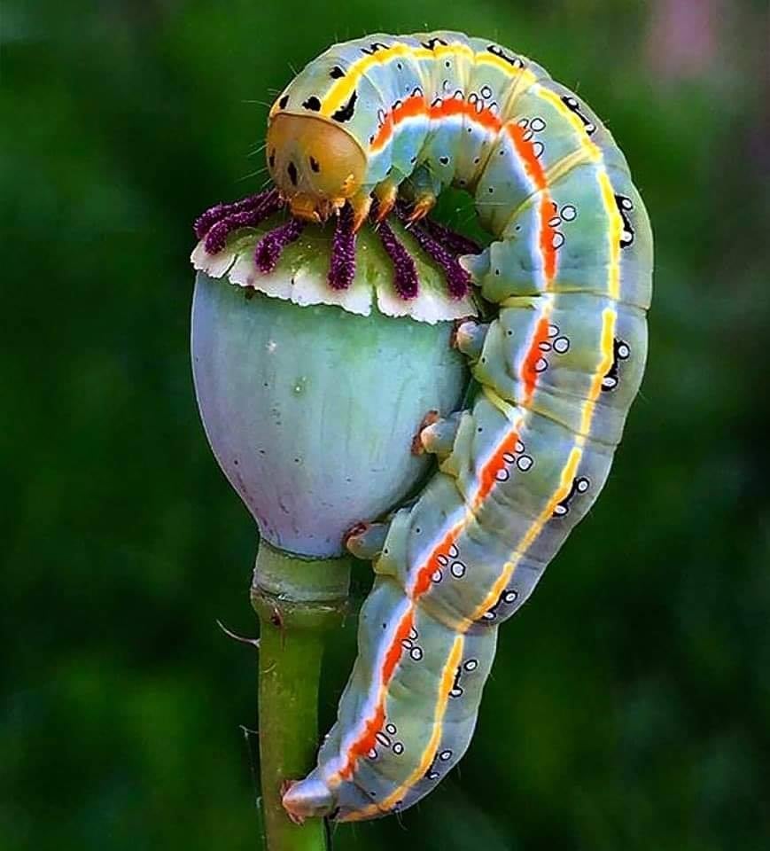McGintyKathleen's tweet photo. Sivan Yanir
Straight out of Alice in wonderland....
Caterpillar feasting on opium poppy https://t.co/KLMrjf8ljy