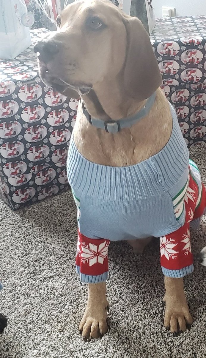 JHMagikal's tweet photo. This dog...once again...ate my daughters home made baked goods while we where away...he knows how to open doggie doors. I still don't understand why people leave food on the counter. This dude always gets it ๐ #toosmartforyou https://t.co/Vu3gzZqLmL
