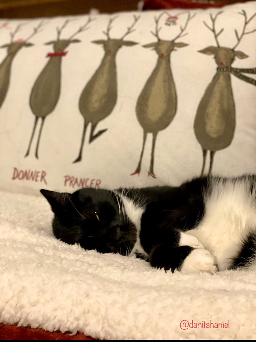 danitahamel's tweet photo. Too tired to catch a glimpse of Santa.๐ฅฑ๐โ๏ธ๐๐ฅฐ๐
๐ป
#Santa #ReadyforSanta #ChristmasEve #CatsOfTwitter #cats #catlovers #animal #animallovers #Lily https://t.co/1NVQ7jWm4V