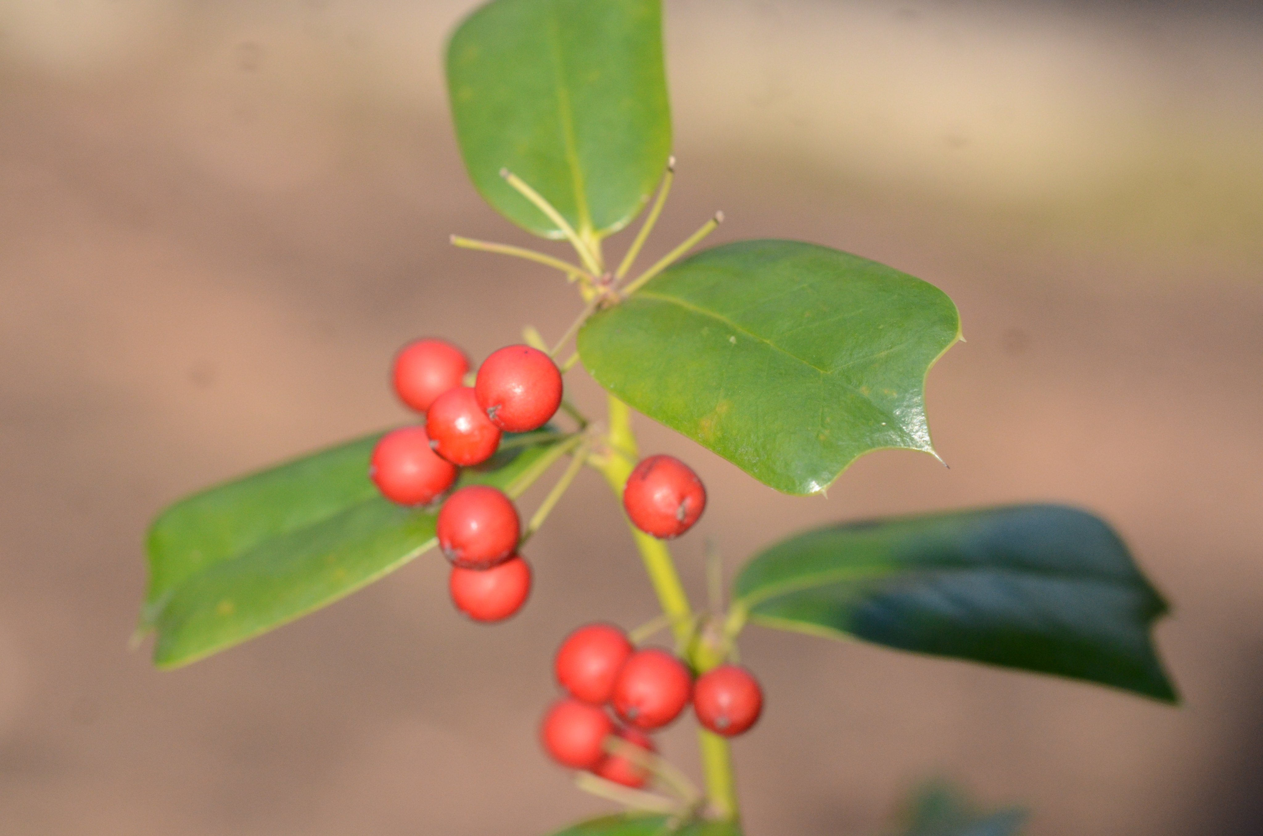 井の頭自然文化園 公式 もう1つの小ネタの前に お詫びを1つ 先ほどの小ネタツイートで クリスマスホーリー の ス が1つ抜けていて クリマスホーリー になっていました ごめんなさい Twitter