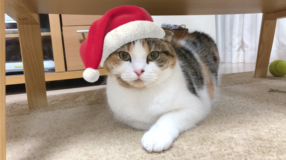 saku_cat_1025's tweet photo. メリークリスにゃス🎅🎄 https://t.co/fY8JXCcknD