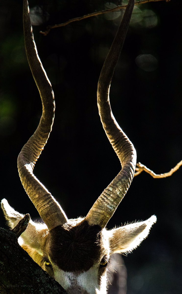 OleePrince's tweet photo. Merry Christmas to everyone #anotherworld  #natureonly #nature_brilliance #naturewalk #naturephotography #wildlife #netgeo #netgeowild #wilderness #wildlifeart #wildlifephotography #earthcapture #cuteanimals #animals #animallovers #animallove #exclusive_wildlife #animalinworld https://t.co/fRhRS5nZxA