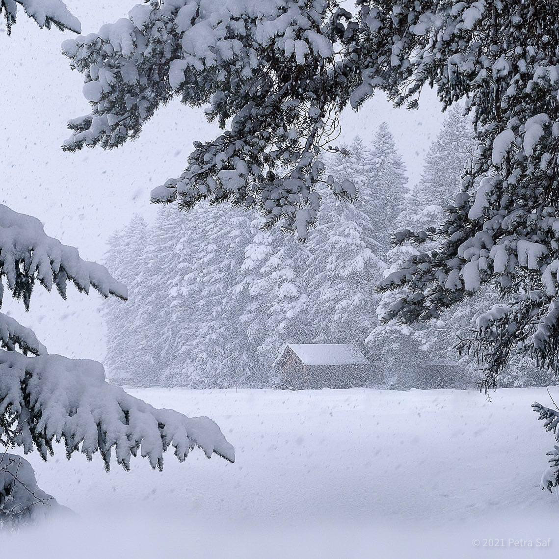 Petra_C_M_P's tweet image. Heute ist Kuscheltag. 
Los geht‘s.

Schönen guten Morgen, Welt.

#SnowContent