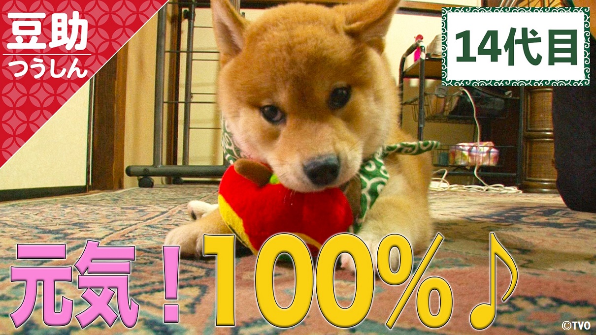 【6月】豆柴助 豆助っていいな。14代目＃11（歴代豆助 13代目①）[Shiba