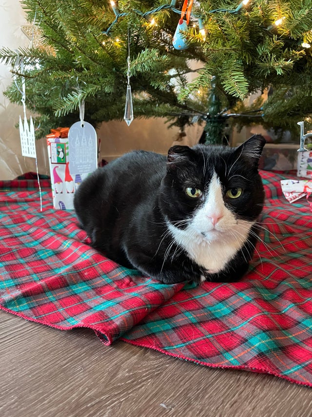 HappyCa89653103's tweet photo. Merry Loaf-mas!

#cats 
#Christmas 
#CatsofChristmas https://t.co/DRcvl4gen6