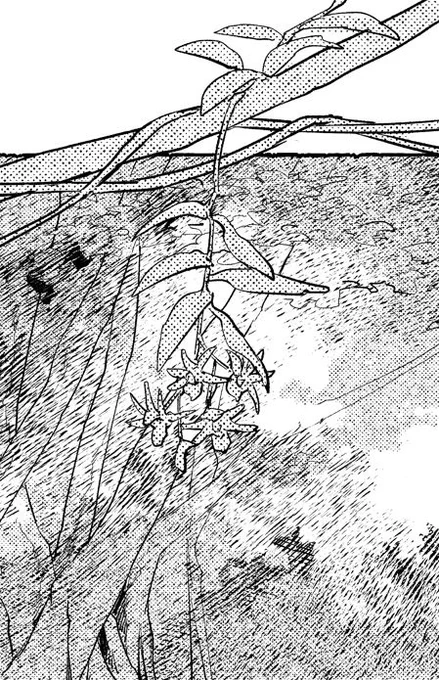 こっそり描いてる奄美自生の植物(の一部)。キバナノセッコク、ゲットウ、ヒカゲヘゴ、ツルラン。 