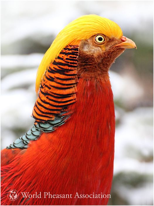 WorldPheasantAs's tweet photo. Thanks to Karolis Krumskas for todays festive image of a Golden Pheasant (Chrysolophus pictus).
Golden pheasants are found in the mountainous forests of Western and Central China and have always been a popular bird in captivity https://t.co/pHQh1lmItH
