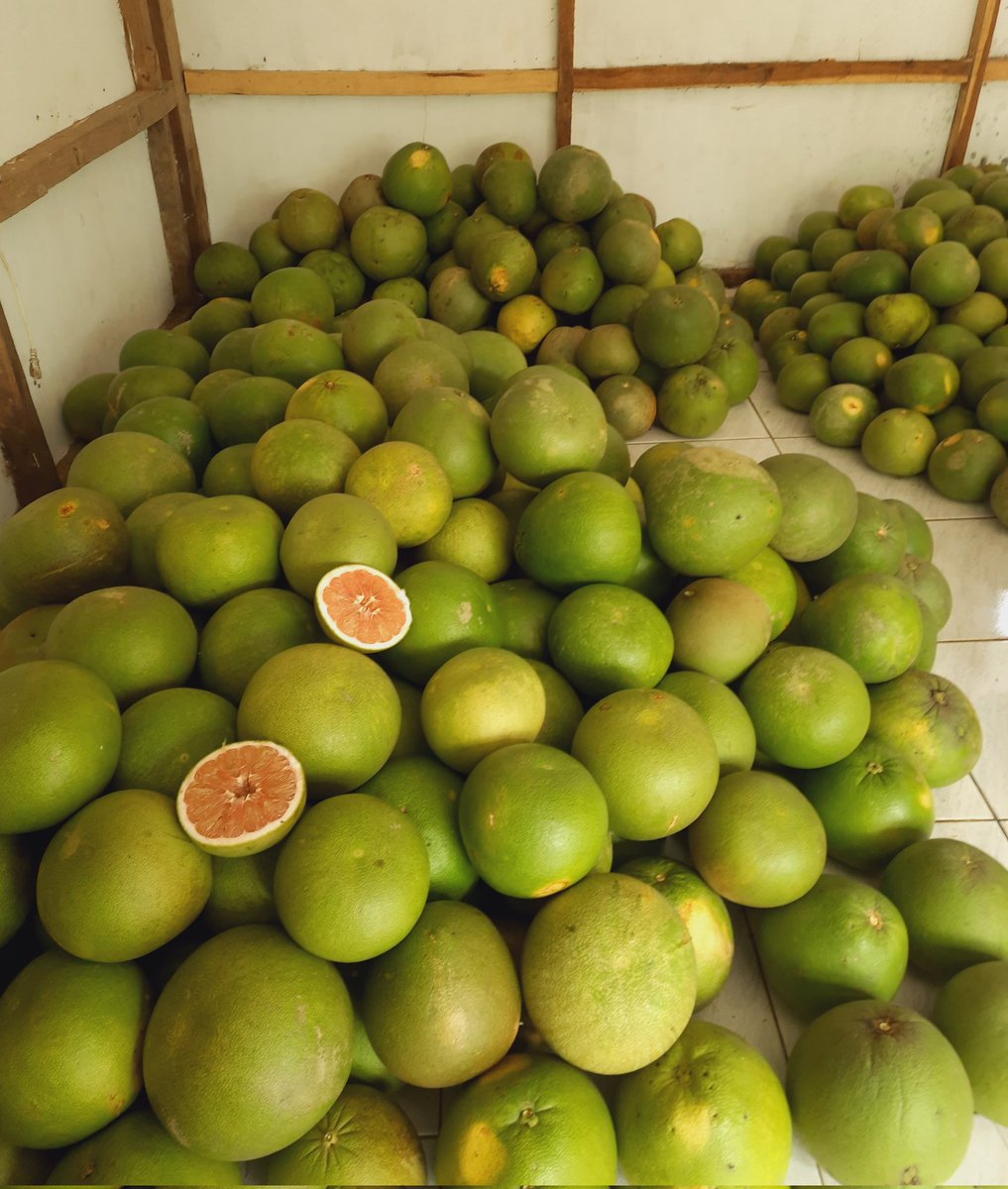 jeruk_pamelo's tweet photo. Pomelo madu asli jawa tengah
085641236704
#buah #imlek2022 #buahsegar https://t.co/SwkleQLNiN