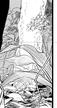 こっそり描いてる奄美自生の植物(の一部)。キバナノセッコク、ゲットウ、ヒカゲヘゴ、ツルラン。 