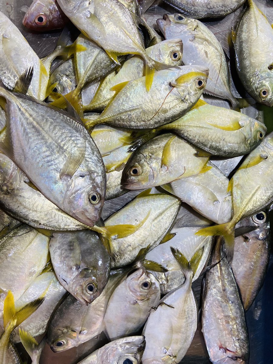 StoreIfish's tweet photo. Random Seafishes now at our store ! https://t.co/eU8H4qNXmn