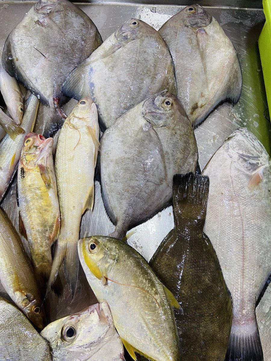 StoreIfish's tweet photo. Random Seafishes now at our store ! https://t.co/eU8H4qNXmn