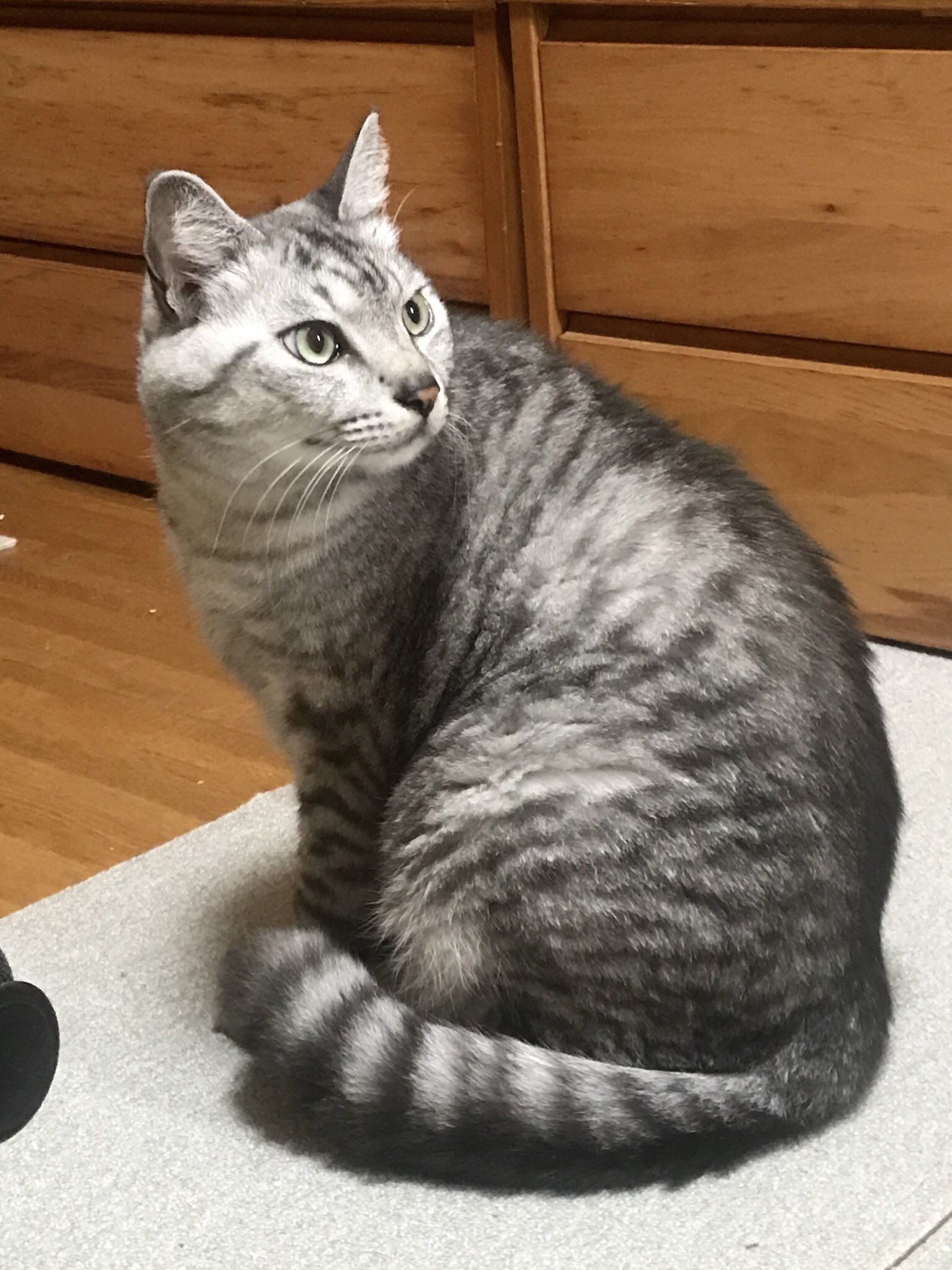 見返り猫美人　Cat Beauty looking back のっぴー on X: 