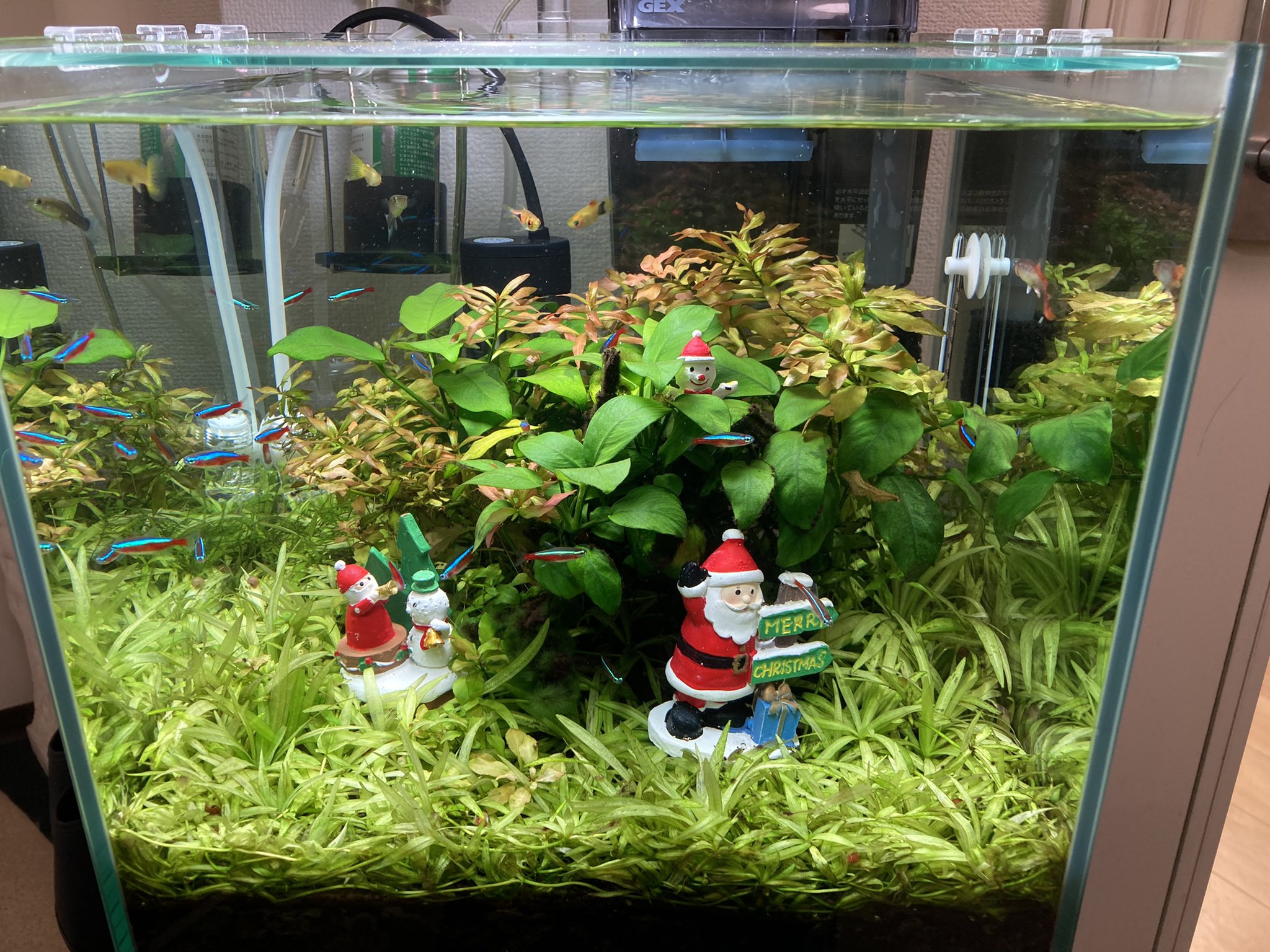 Aqua Plus メリークリスマス 水槽もクリスマス楽しんでます アクアリウム 宮城県 仙台 仙台水槽 仙台水槽メンテナンス インテリア おしゃれ 癒し リラックス セラピー 熱帯魚 水草 水草レイアウト 活魚 水槽撤去 水槽引っ越し 水槽