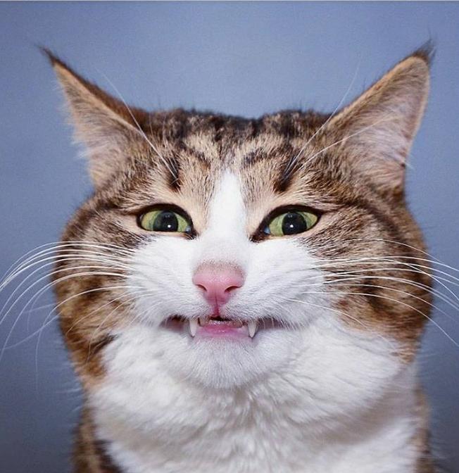 Кот смеется. Счастливый кот. Кот улыбается. Кошка улыбается. Счастливая кошка.