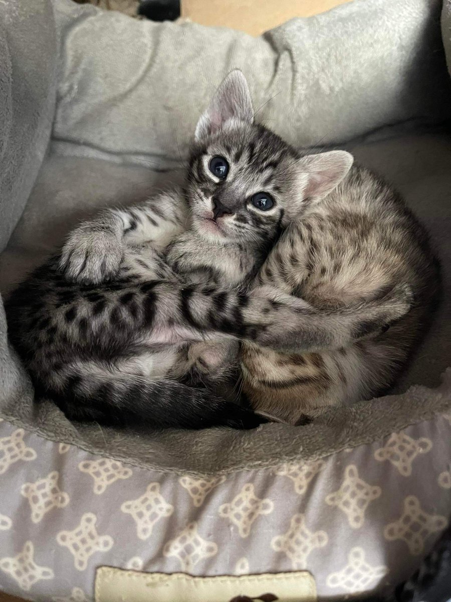 AfricanExotics's tweet image. Adorable F6sbt boy.
#catlover #F6sbtsavannah #Meowsavannahs #catsoftiktok #Quirkysavannah #luxuarylife #Cats #Kittens #Savannahcats #Cutecats #Savannahs #Hybridcats #Savannahkittens #SBrownsavannahkittens #Exoticcats #meowbox
