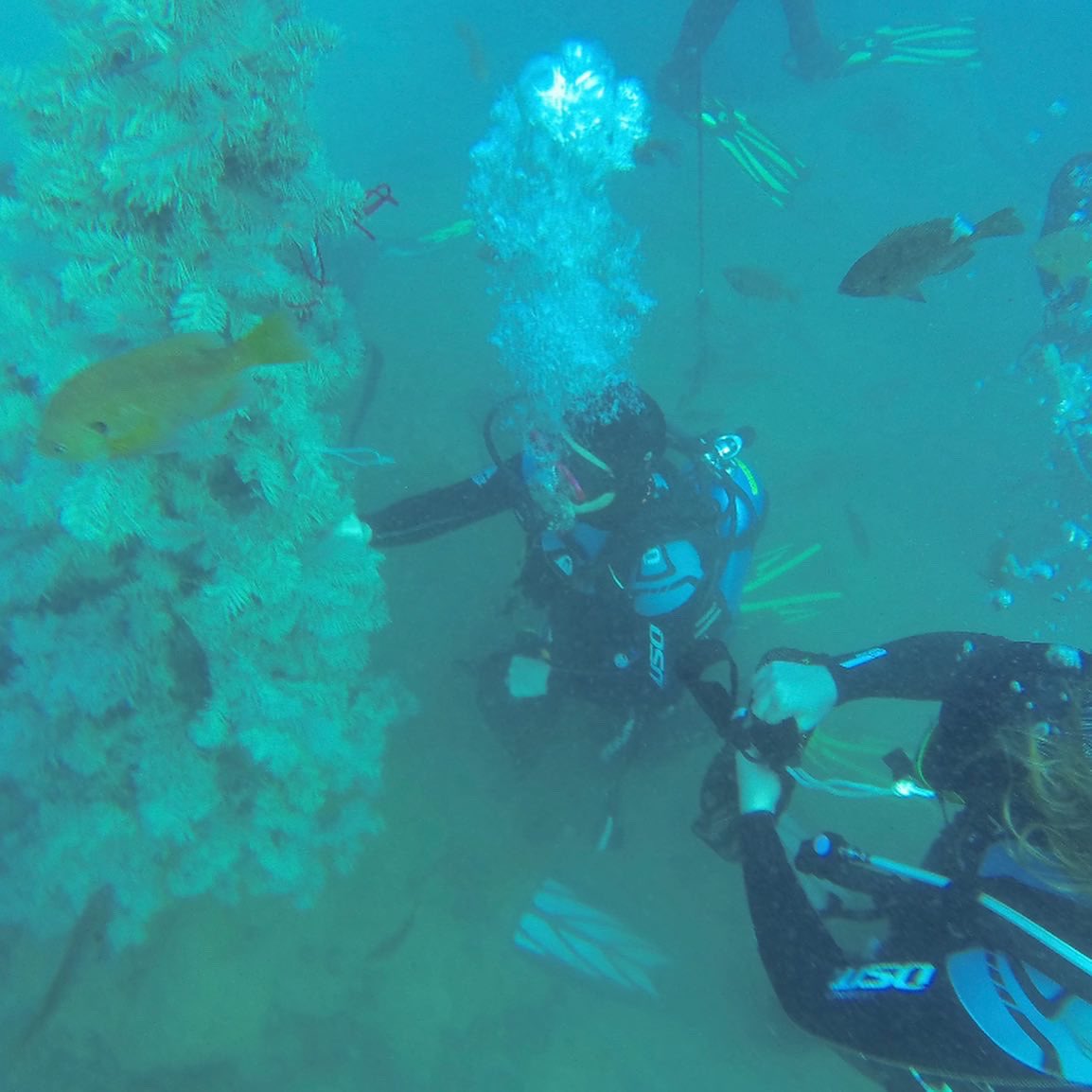 Did you know Santa lives under water! #Santa #scubadiving #scubachristmas