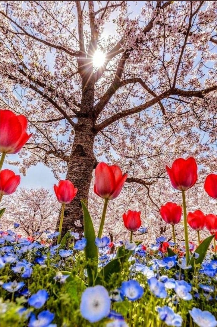 mokonecl's tweet image. Merry Christmas.....🌲🎅