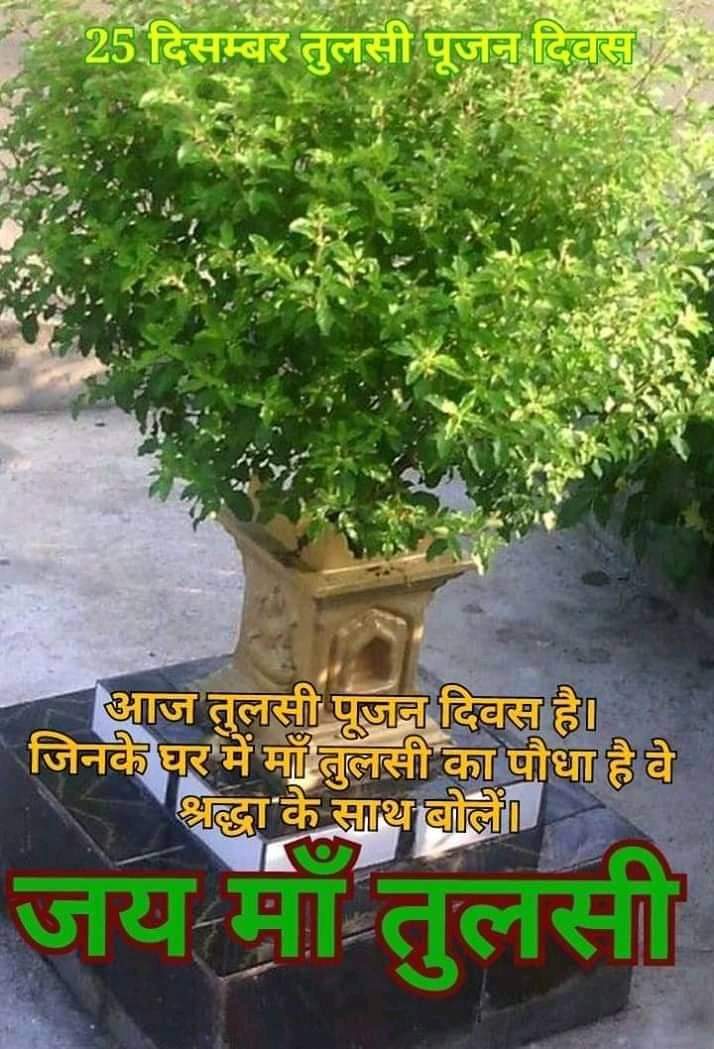 rishish11733568's tweet photo. #तुलसी_पूजन_दिवस जय मां तुलसी माता https://t.co/O4aneOg9aA