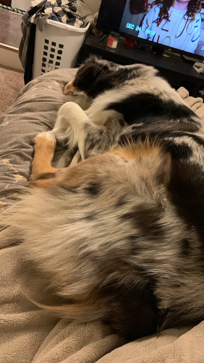 I is going to sleep… patiently awaiting Santa Paws 🐾🎅

I hopes you all has a great Christmas!! ❤️💚🐶