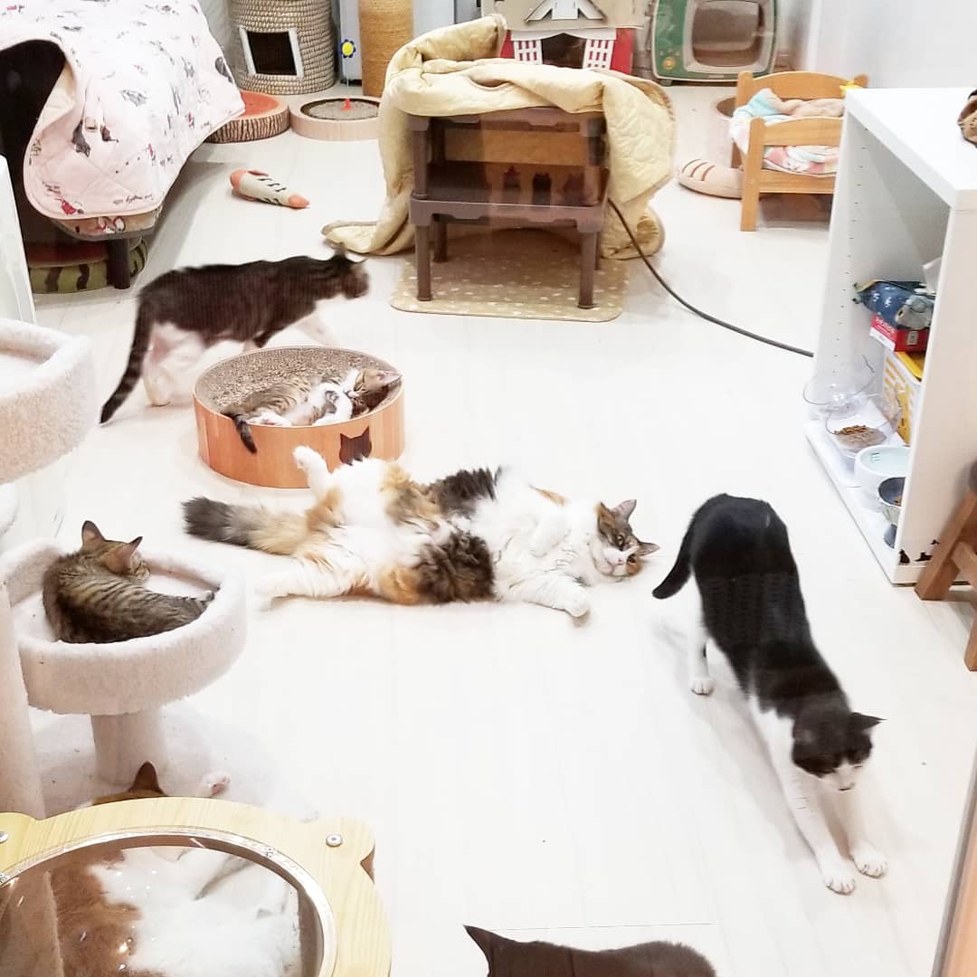 猫カフェnya Go にゃーご 公式 Since Twitter