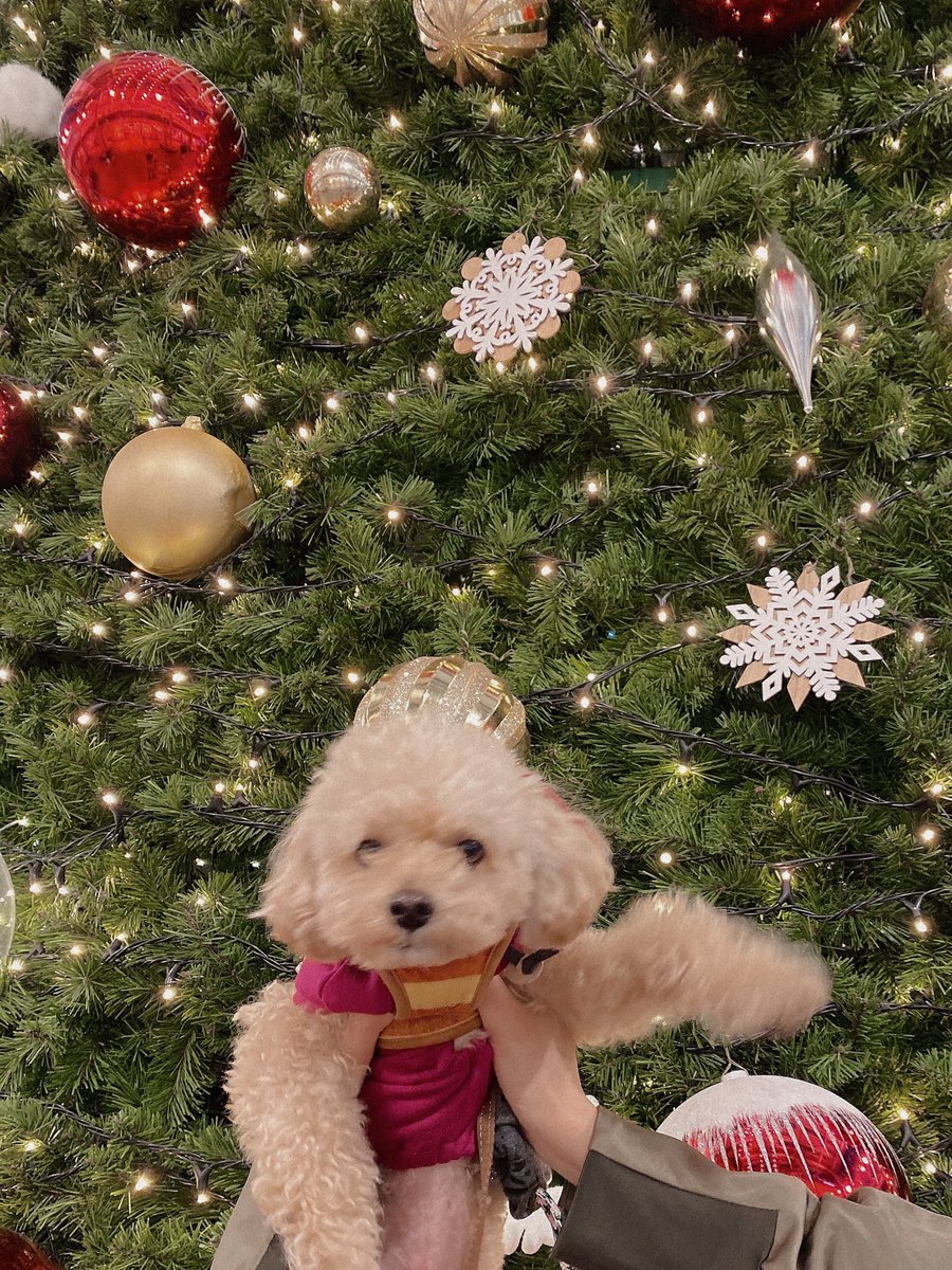 ayana18_48's tweet photo. メリークリスマス🎄🐶

今日はオンラインお話し会と
ミッドナイト競輪！！

お待ちしております🥰 https://t.co/YejSL3FwUv