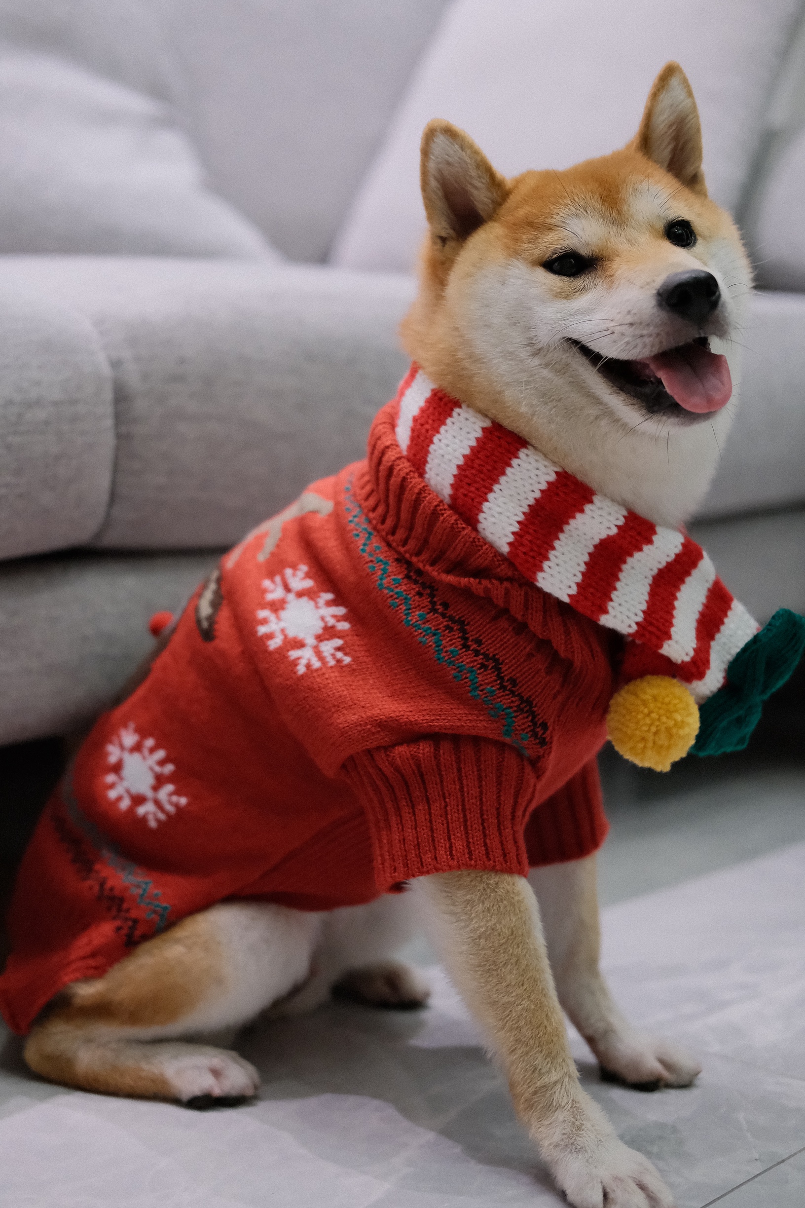 Dog Designer Shop / Twitter