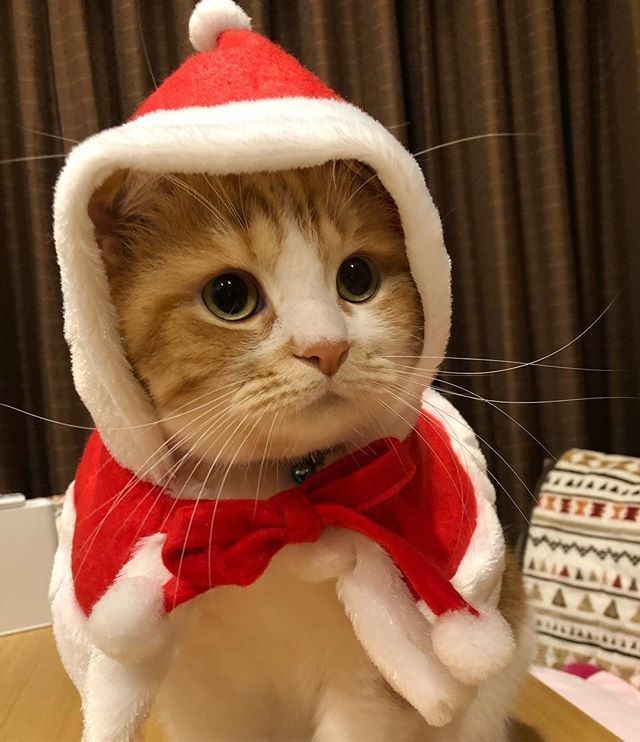 jiuascat's tweet photo. merry christmas! https://t.co/Asz7FrnpS8