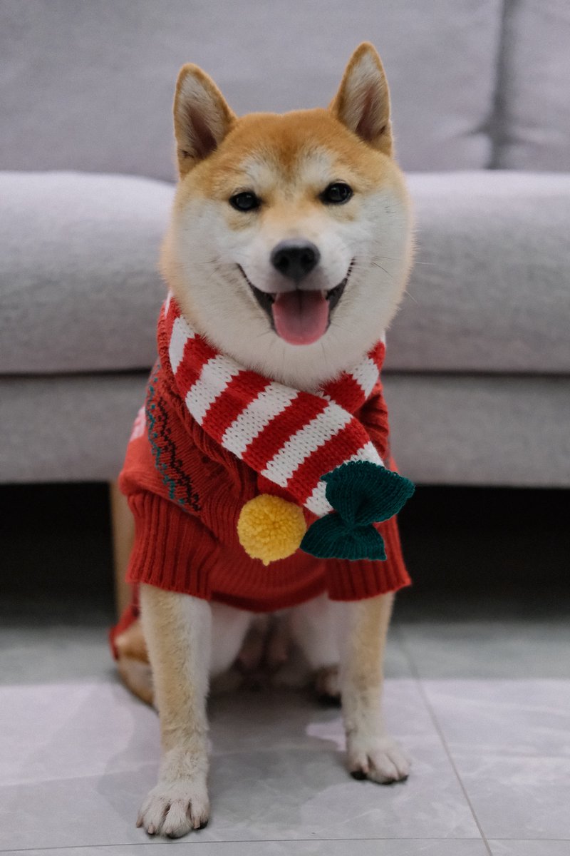 petmaxdesign's tweet photo. Friends merry christmas！😜😜
#ShibaInu #dog  #doglove https://t.co/ckytstmvrV