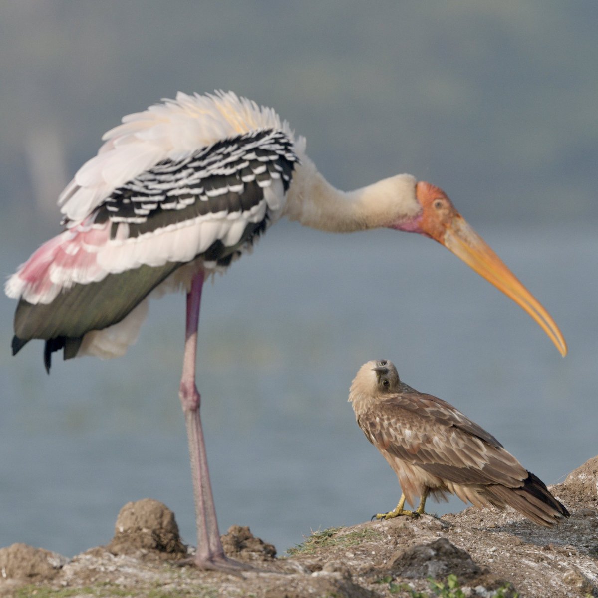 A Painted Stork with Brahminy Kite Juvenile. #birdphotography #birding