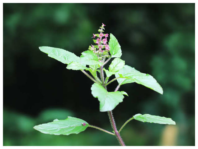 ruchishah00's tweet photo. The Tulsi is the most sacred plant that we worship because of its connection to Lord Vishnu. 

Also known as the Tulasi,the plant is believed to be the earthly form of the goddess.

🌴Savetree ❤️Savelife🌎

#तुलसी_पूजन_दिवस
#तुलसी_पूजन_दिवस_की_बधाई https://t.co/TYSAifOgKb