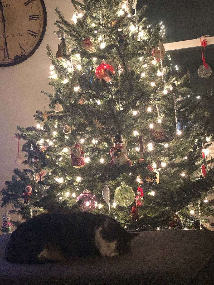LinusPaulingCat's tweet photo. Merry Christmas https://t.co/voREE8FeR5