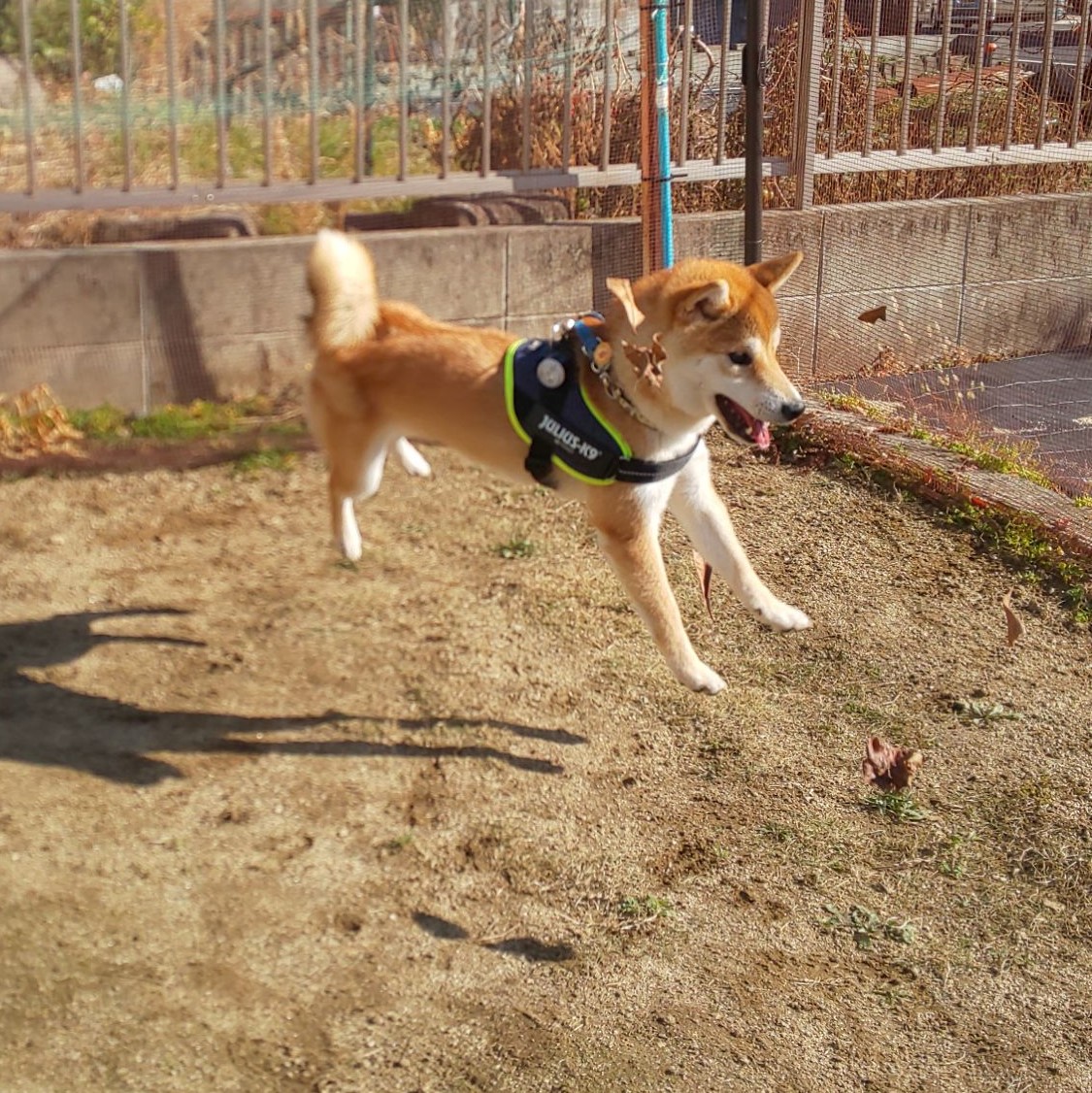 犬ジャンプ Twitter Search Twitter