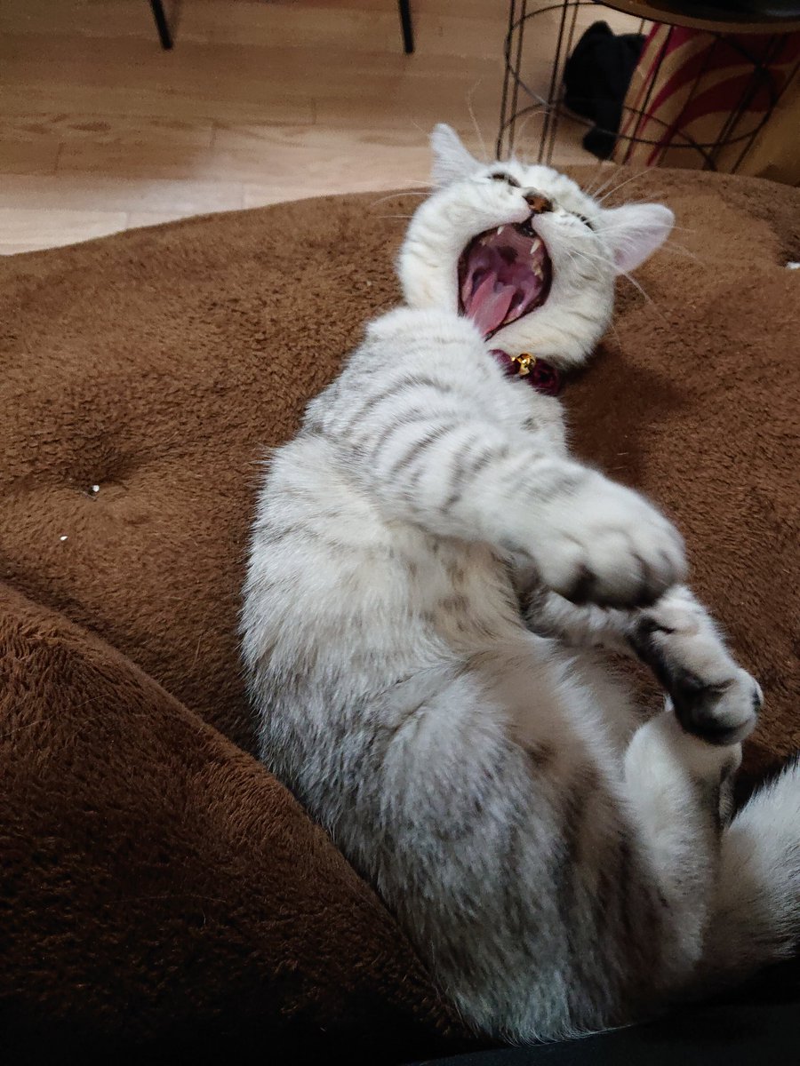 suya0806's tweet photo. おっきなあくびとのび～～～～～～

#すやちゃん #ミヌエット #猫 #猫の居る暮らし https://t.co/qPIFhDM8IP