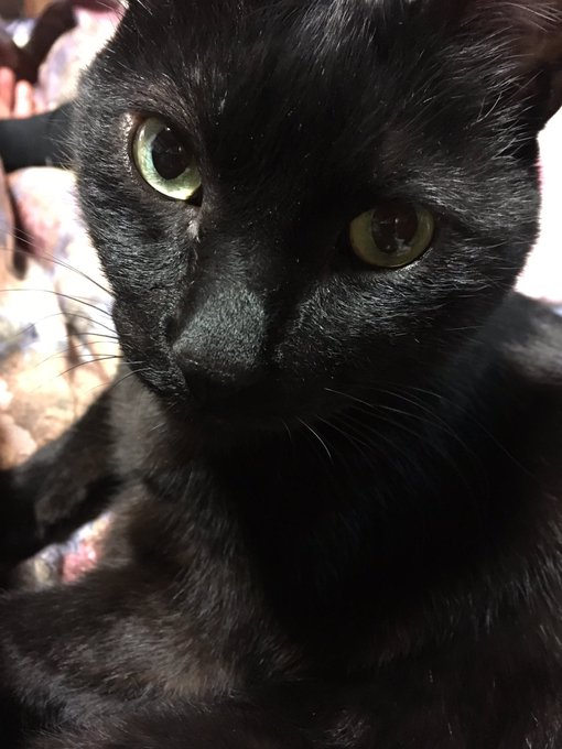 メンチ切ってくる 