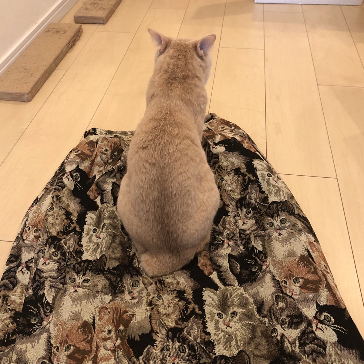 猫の という言葉をおぼえた猫さんと 猫柄のスカートを購入した飼い主さんのやりとり 賢さゆえの Togetter