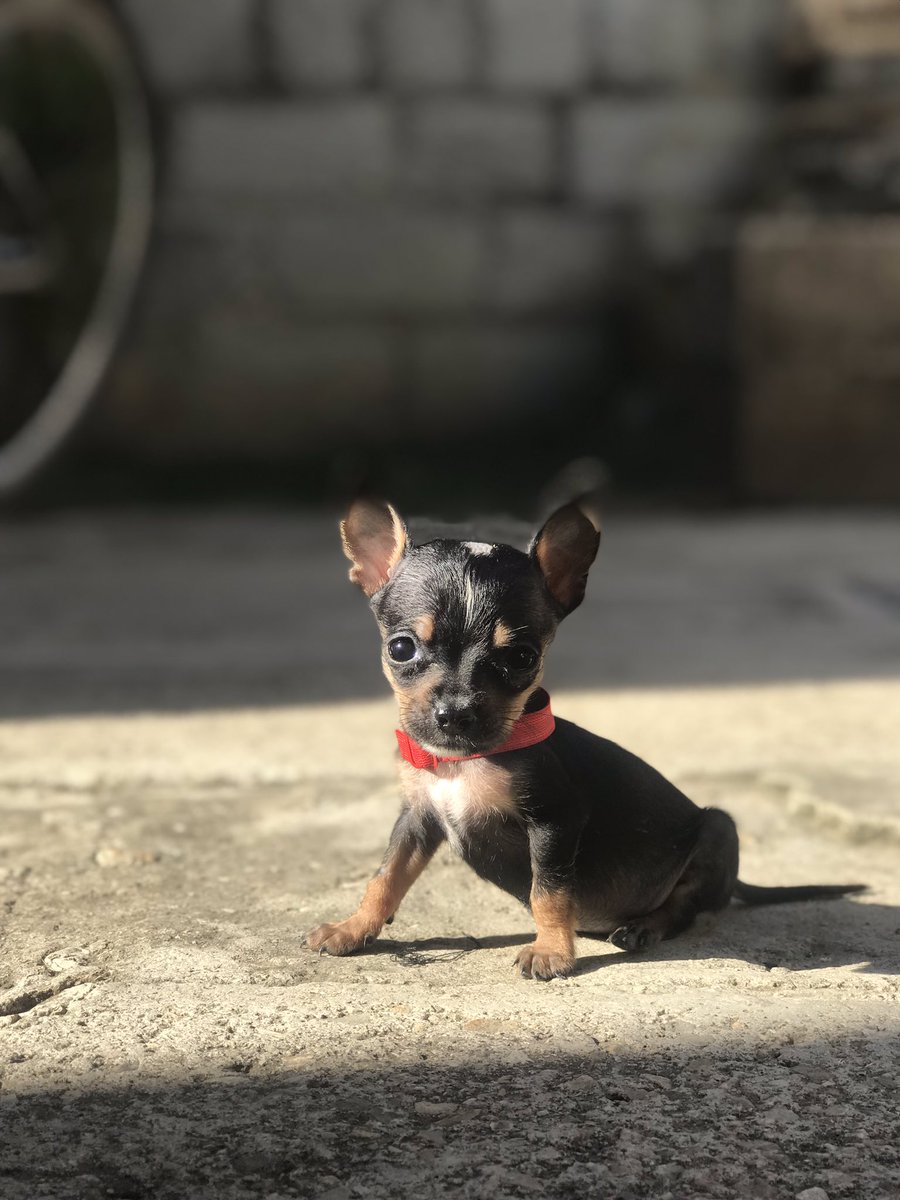 maivis_perez's tweet photo. Mi modelo 🐾🖤🐕🦺 #becky #nuestrabebe https://t.co/BTEtJrTQiX