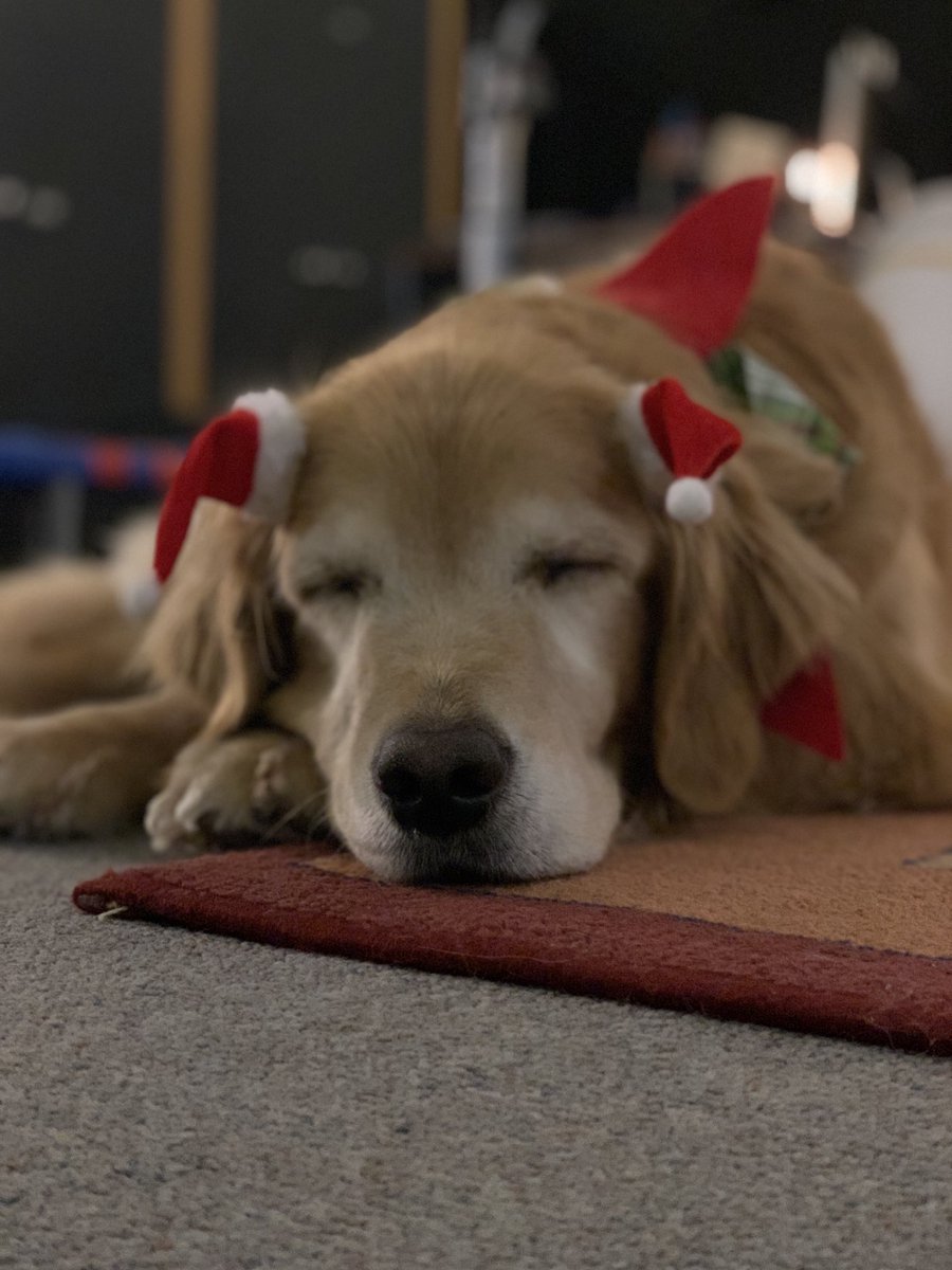 ‘‘Twas the night before Christmas and all through the house not a creature was stirring, not even a……Golden. Merry Christmas