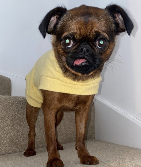 My darling baby my absolute LIFE got hit by a car on Christmas Eve around 11pm, she&rsquo;s in the vets - I