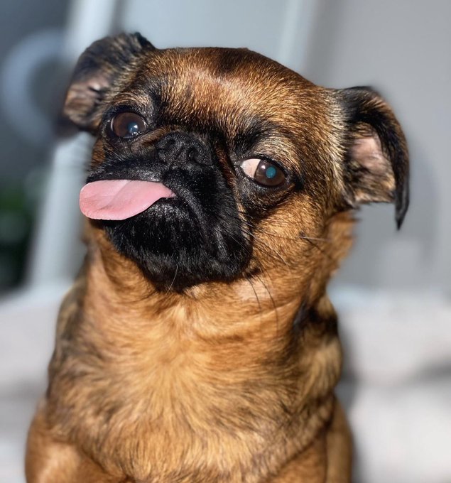 My darling baby my absolute LIFE got hit by a car on Christmas Eve around 11pm, she&rsquo;s in the vets - I